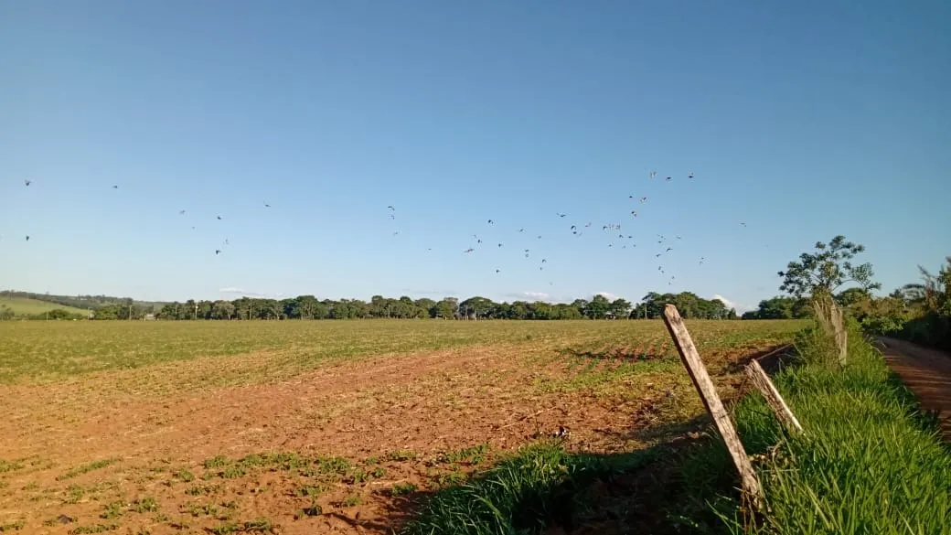 Small farm for sale of 51 acres in Itapetininga, SP, Brazil