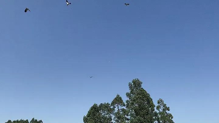 Chácara à venda de 4.400 m² em Rolante, RS, Brasil