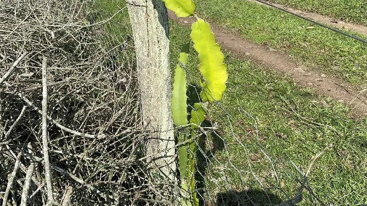 Chácara à venda de 4.400 m² em Rolante, RS, Brasil