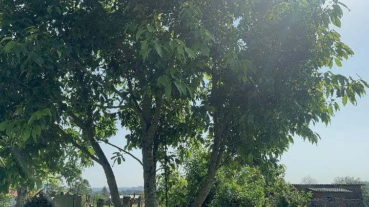 Chácara à venda de 4.400 m² em Rolante, RS, Brasil