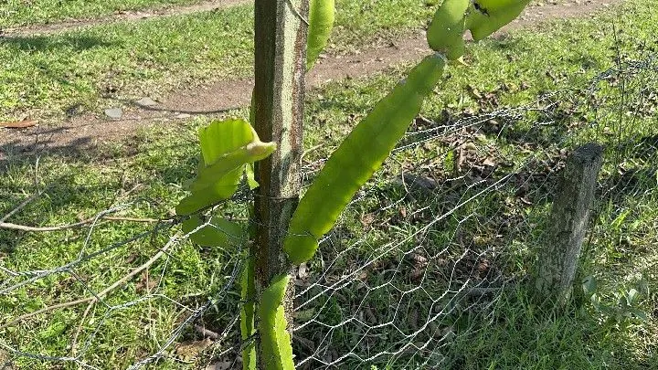Chácara à venda de 4.400 m² em Rolante, RS, Brasil