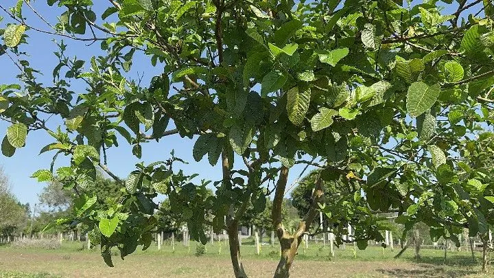 Chácara à venda de 4.400 m² em Rolante, RS, Brasil