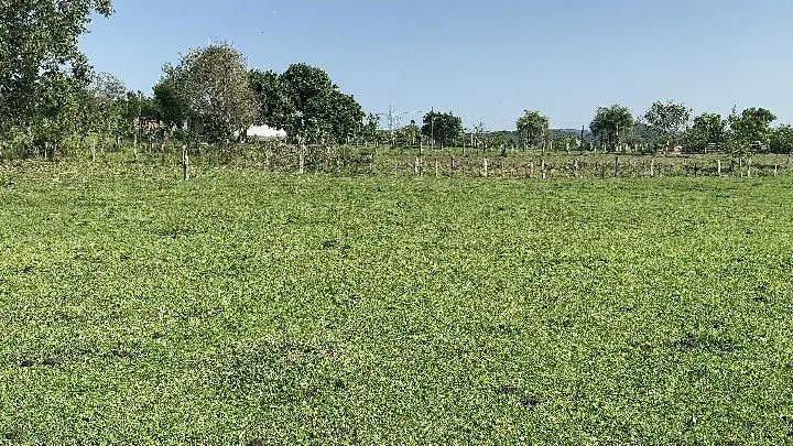 Chácara à venda de 4.400 m² em Rolante, RS, Brasil