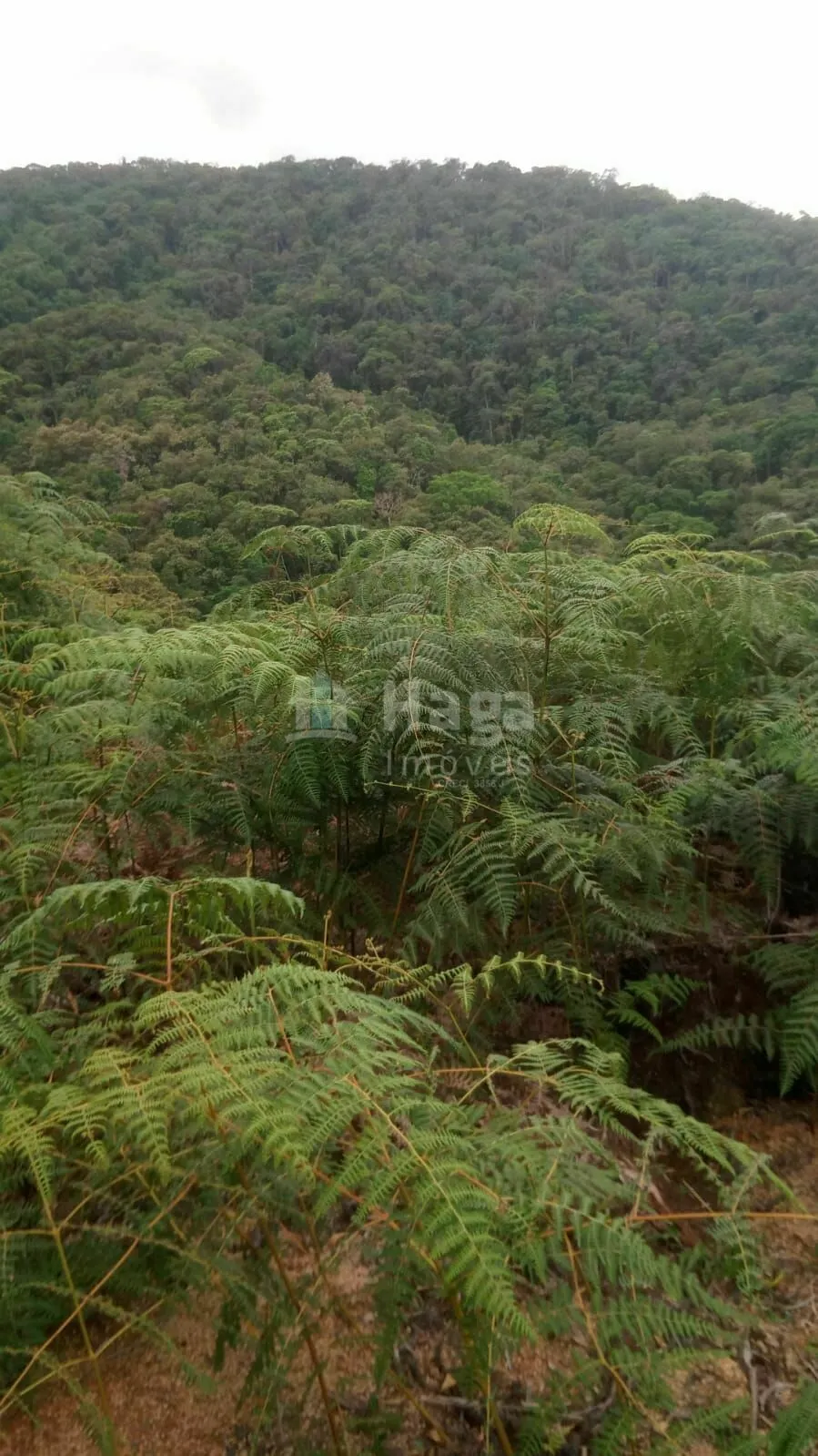 Plot for sale of 21 acres in Guabiruba, SC, Brazil