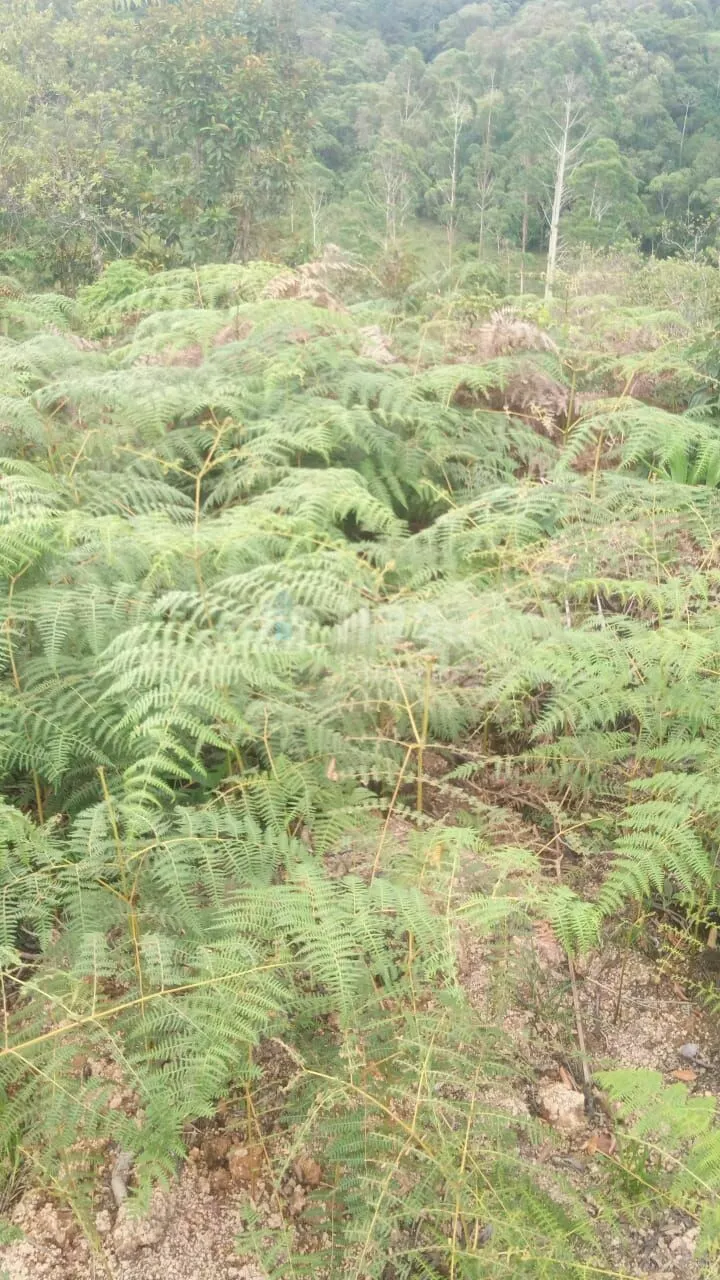 Plot for sale of 21 acres in Guabiruba, SC, Brazil