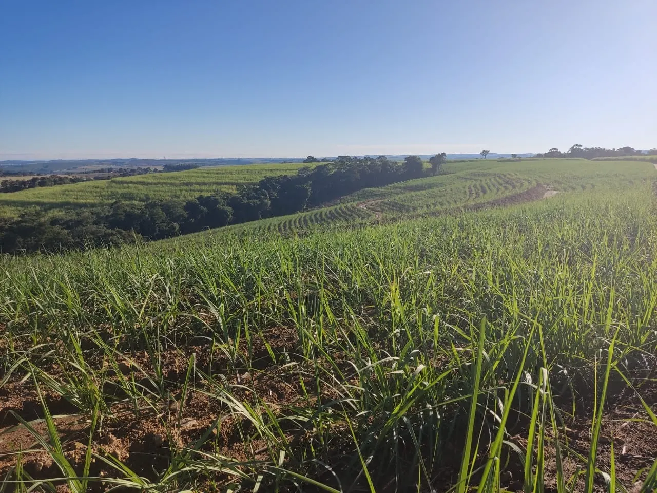 Fazenda à venda de 288 ha em Capela do Alto, SP, Brasil