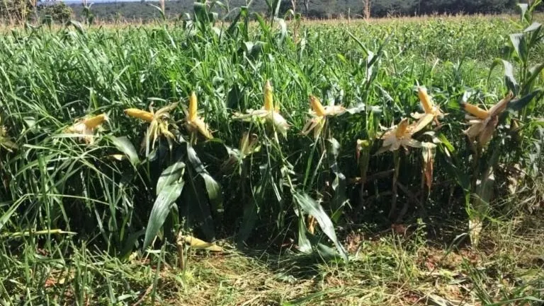Fazenda à venda de 4.950 ha em Barra do Garças, MT, Brasil