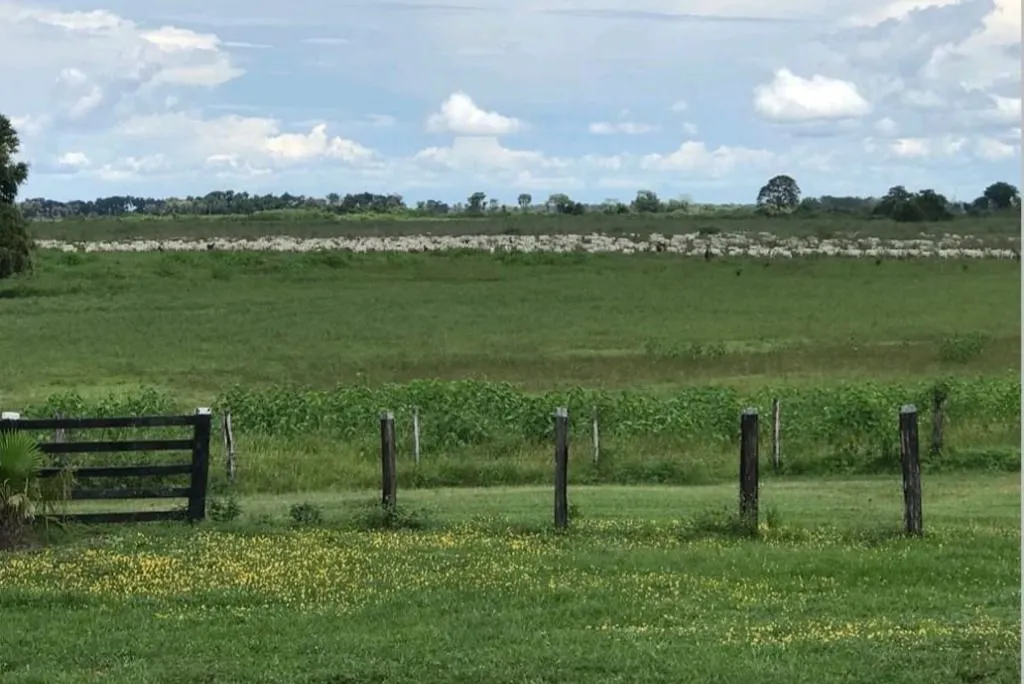 Fazenda à venda de 18.700 ha em Poconé, MT, Brasil