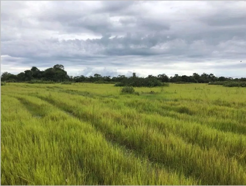 Fazenda à venda de 18.700 ha em Poconé, MT, Brasil