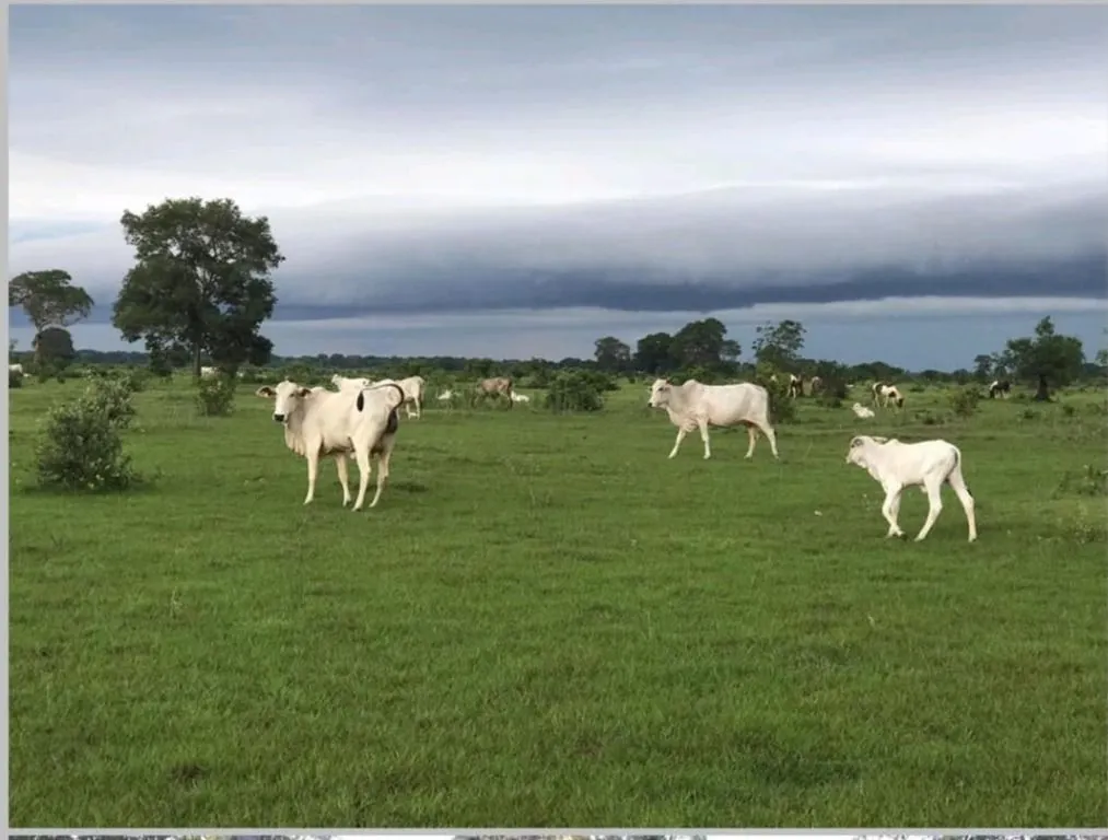 Fazenda à venda de 18.700 ha em Poconé, MT, Brasil