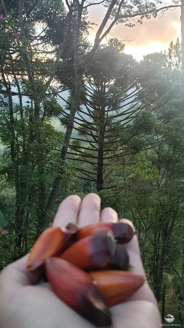 Sítio à venda de 8 ha em São José dos Campos, SP, Brasil