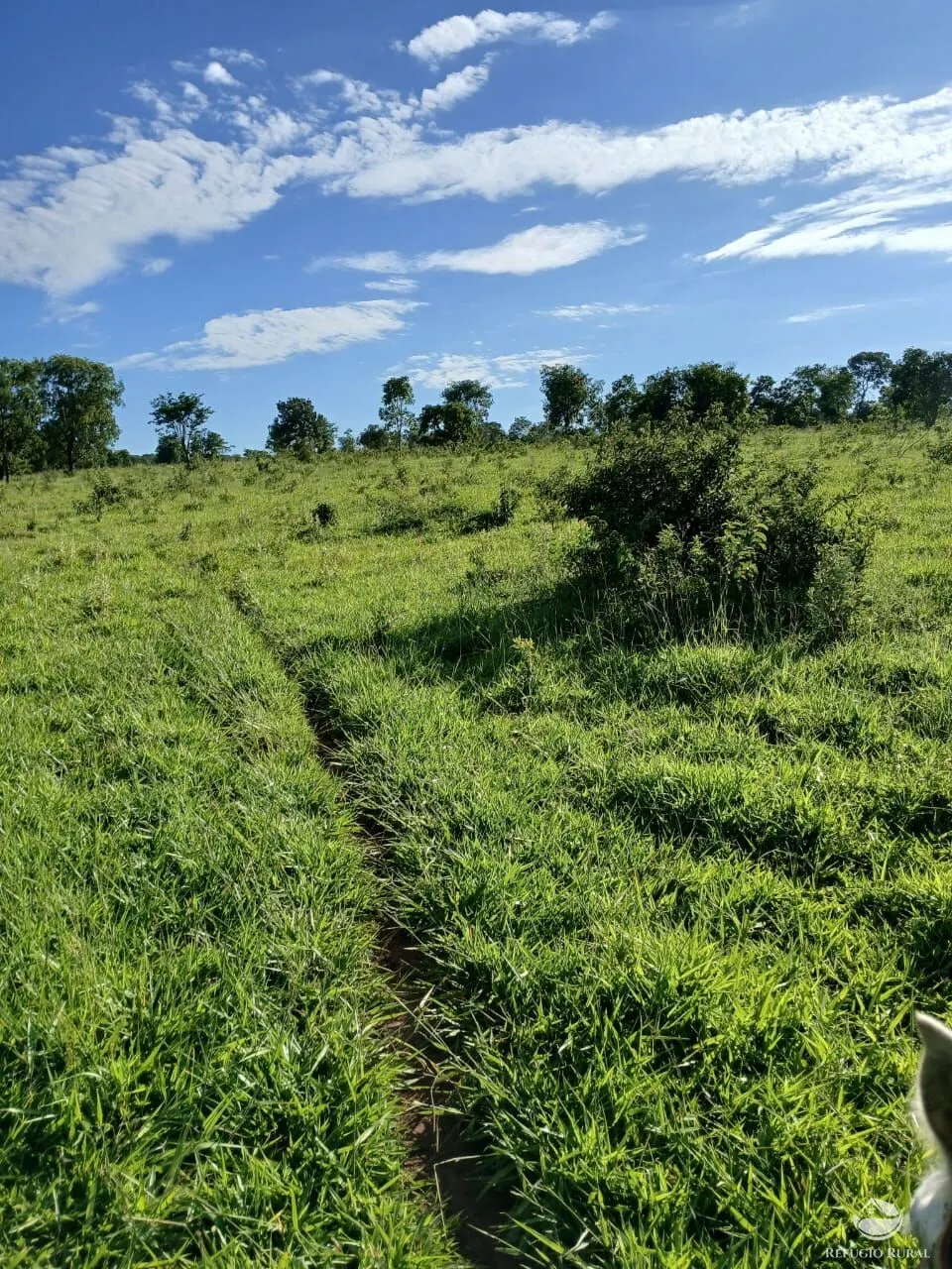 Fazenda à venda de 250 ha em Três Marias, MG, Brasil