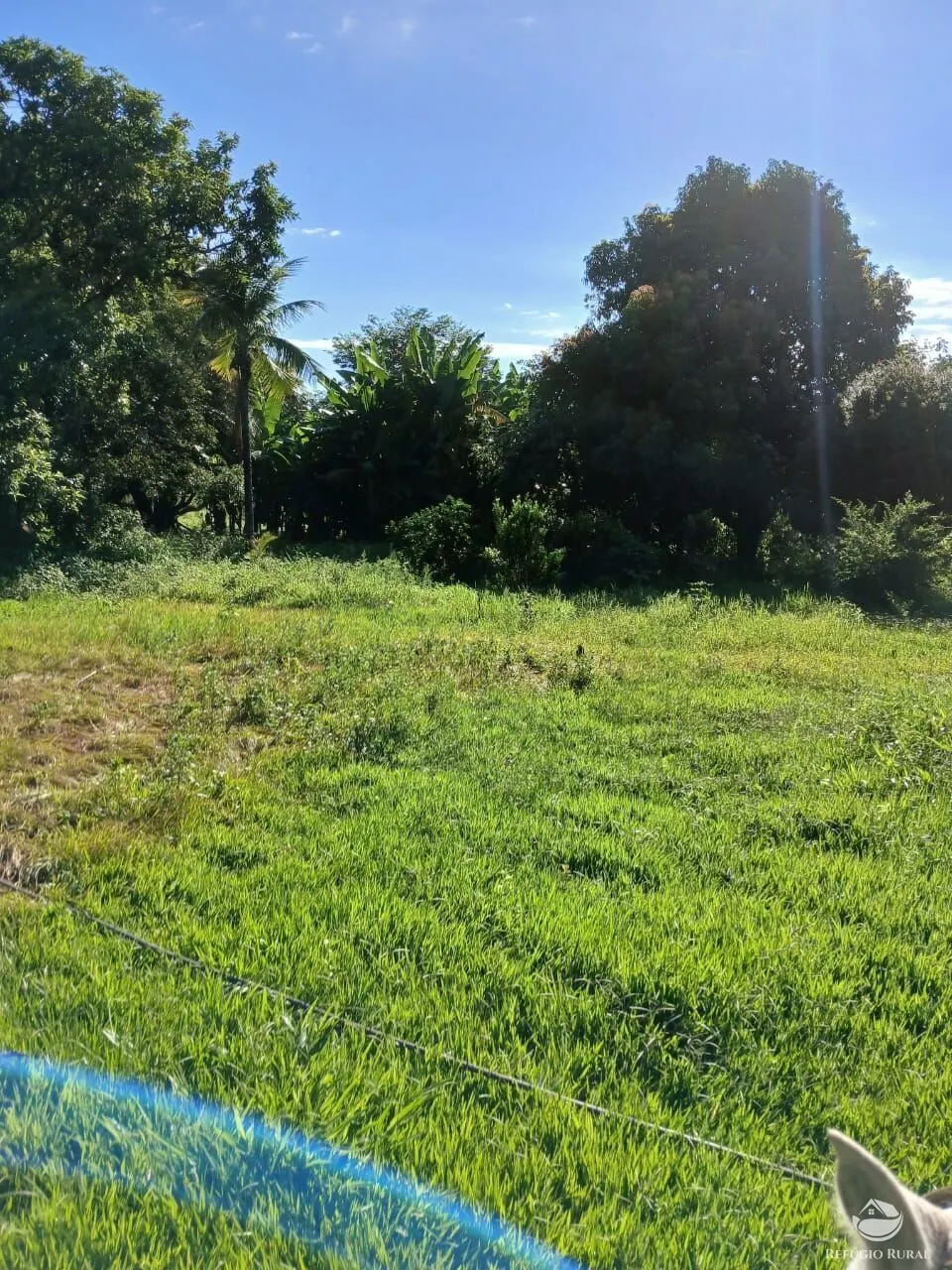Fazenda à venda de 250 ha em Três Marias, MG, Brasil