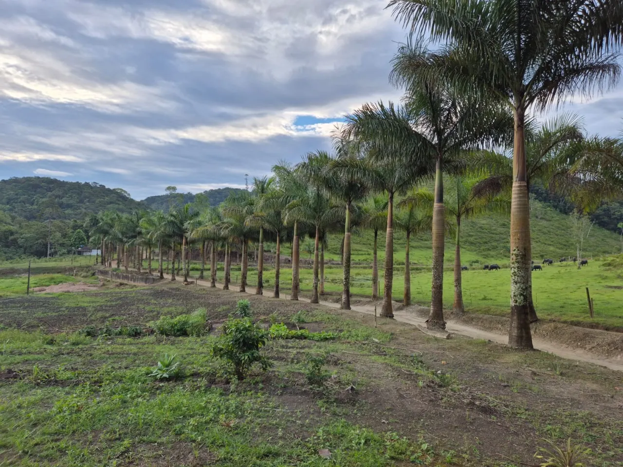 Fazenda à venda de 421 ha em Registro, SP, Brasil