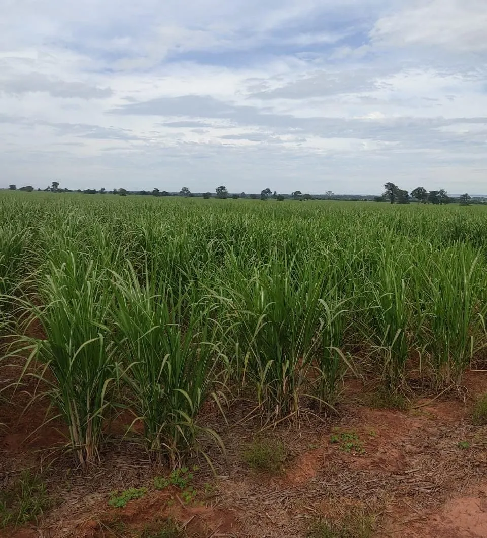 Fazenda à venda e para Arrendar de 315 ha em Panorama, SP, Brasil