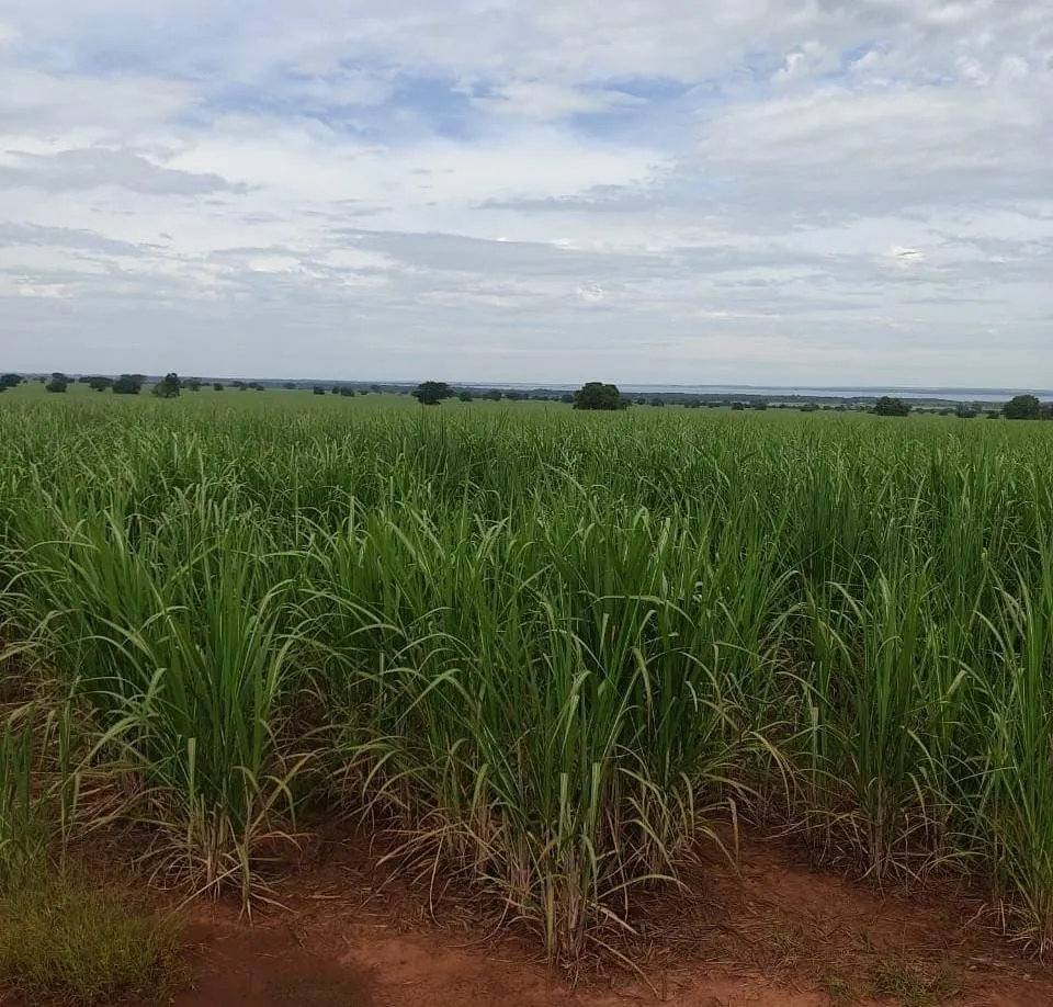 Fazenda à venda e para Arrendar de 315 ha em Panorama, SP, Brasil