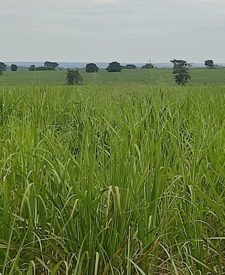 Fazenda à venda e para Arrendar de 315 ha em Panorama, SP, Brasil