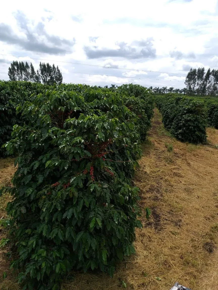 Farm for sale of 359 acres in Piumhi, MG, Brazil