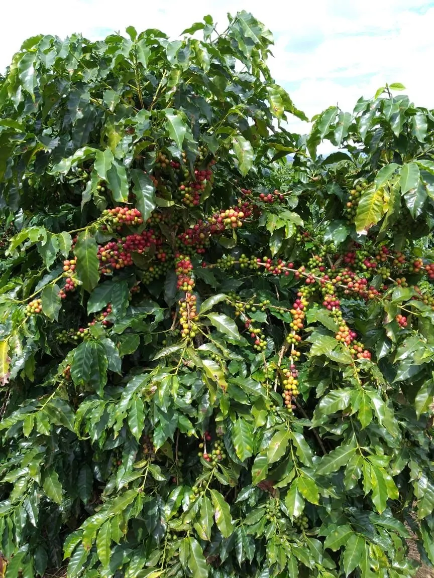 Farm for sale of 359 acres in Piumhi, MG, Brazil