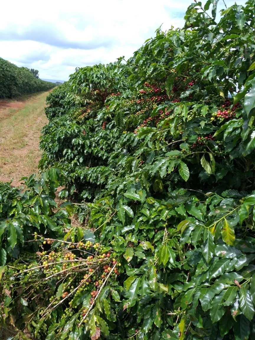 Farm for sale of 359 acres in Piumhi, MG, Brazil