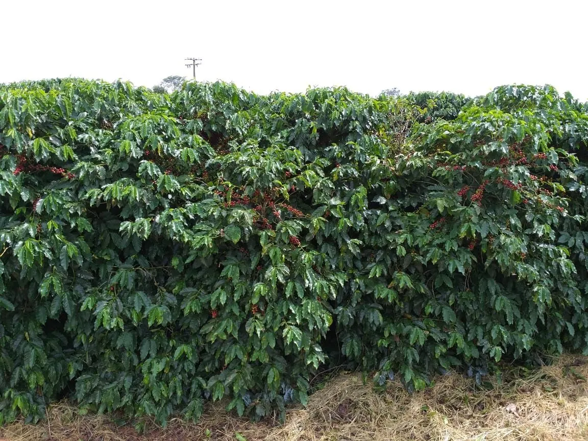 Farm for sale of 359 acres in Piumhi, MG, Brazil