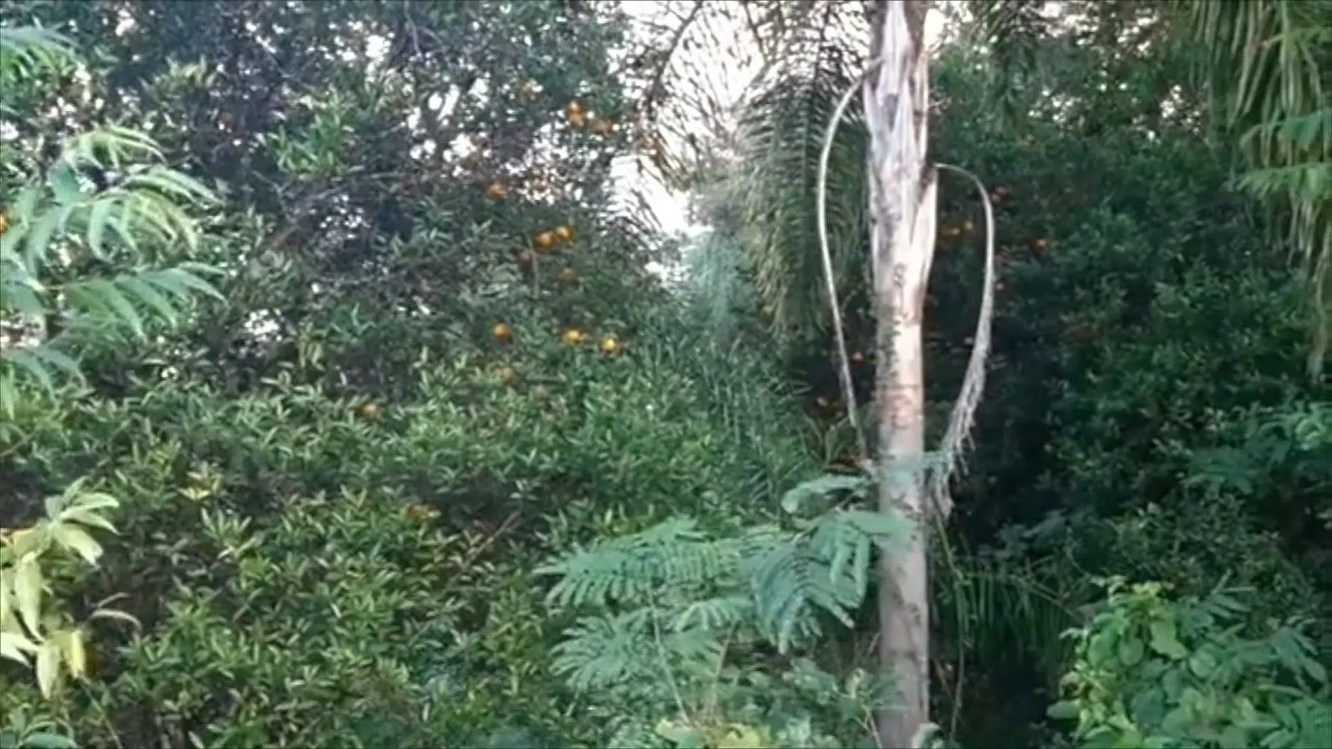 Chácara à venda de 2.000 m² em Parobé, RS, Brasil