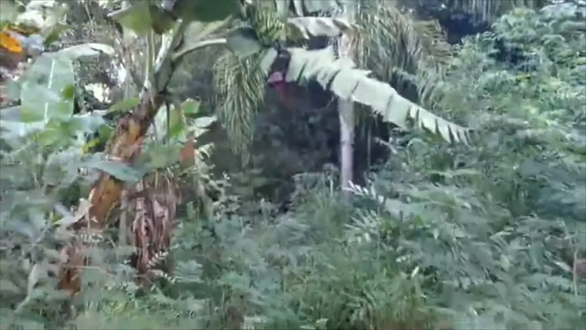 Chácara à venda de 2.000 m² em Parobé, RS, Brasil