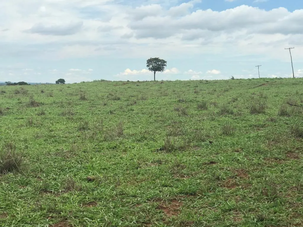 Fazenda à venda de 81 ha em Jales, SP, Brasil