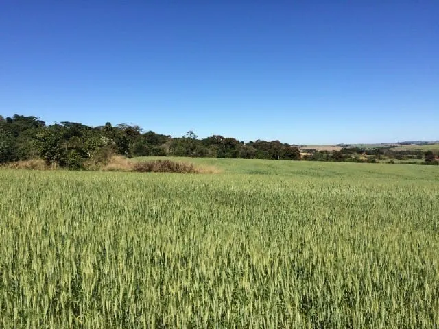 Small farm for sale of 233 acres in Itapetininga, SP, Brazil
