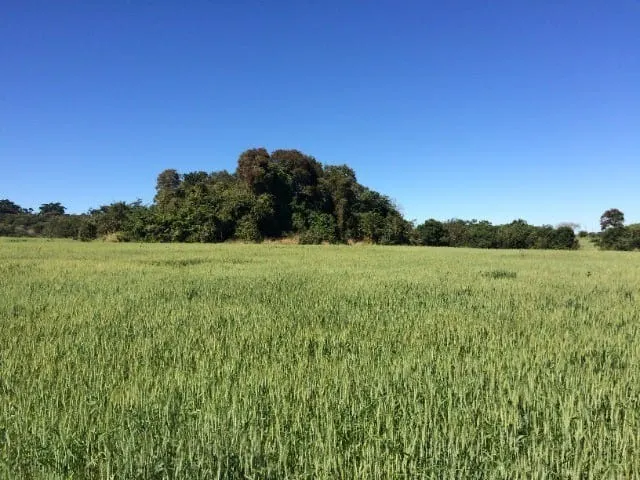 Small farm for sale of 233 acres in Itapetininga, SP, Brazil