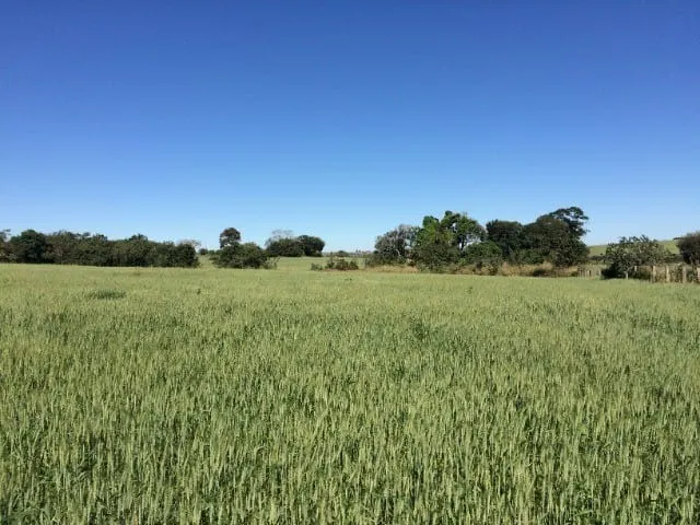 Small farm for sale of 233 acres in Itapetininga, SP, Brazil