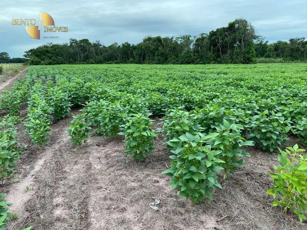 Fazenda à venda de 1.600 ha em Rosário Oeste, MT, Brasil