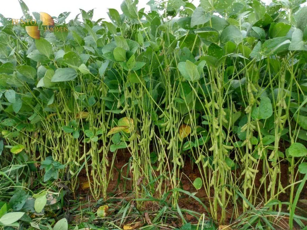 Fazenda à venda de 1.600 ha em Rosário Oeste, MT, Brasil