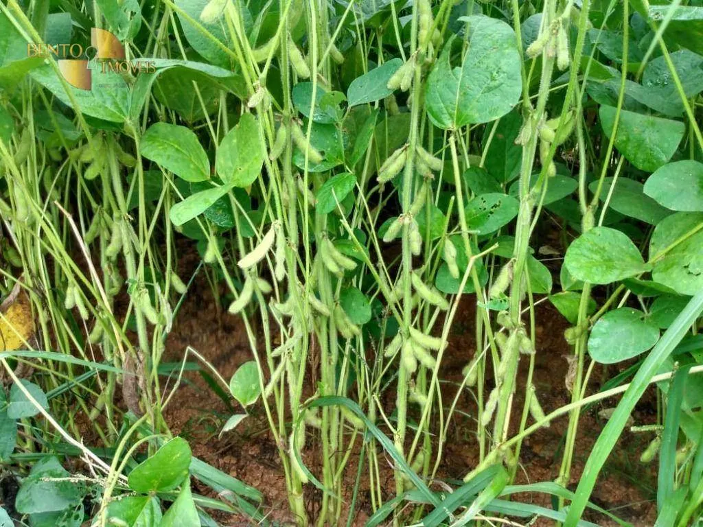 Fazenda à venda de 1.600 ha em Rosário Oeste, MT, Brasil