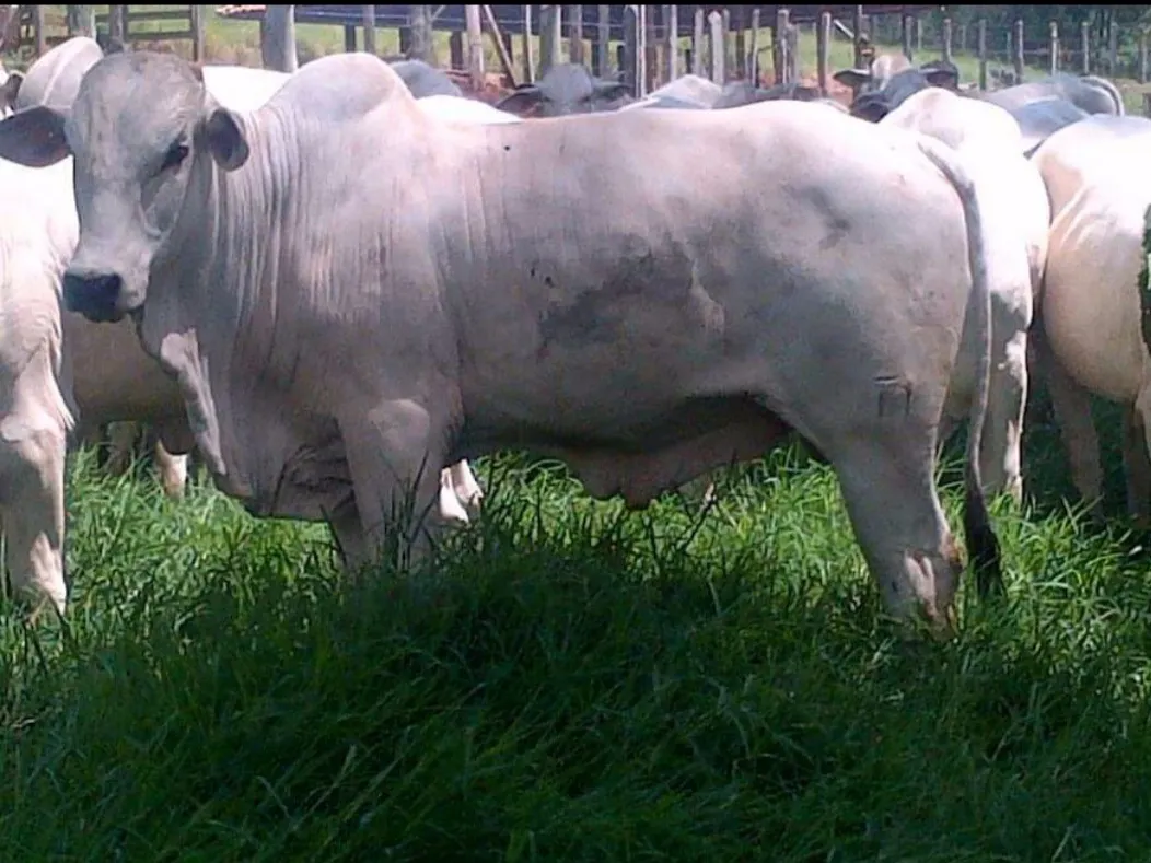 Fazenda à venda de 250 ha em Cambuí, MG, Brasil
