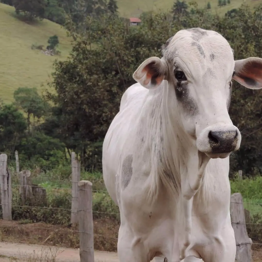 Fazenda à venda de 250 ha em Cambuí, MG, Brasil