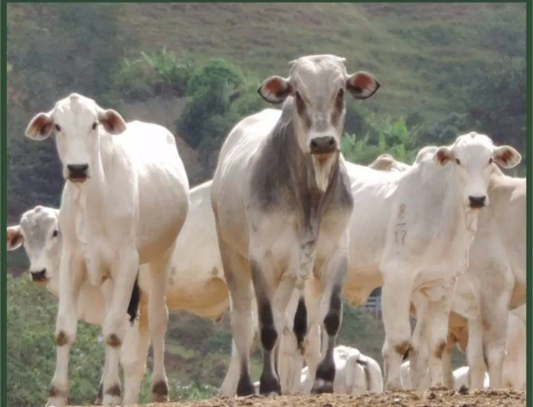 Fazenda à venda de 250 ha em Cambuí, MG, Brasil