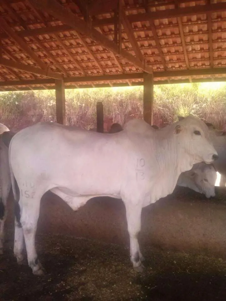 Fazenda à venda de 250 ha em Cambuí, MG, Brasil