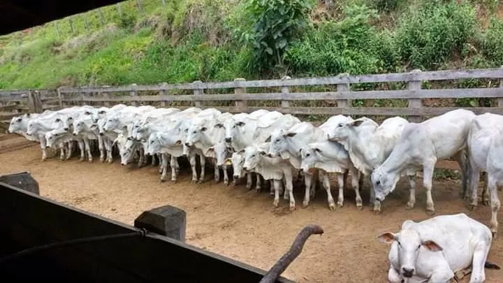 Fazenda à venda de 250 ha em Cambuí, MG, Brasil