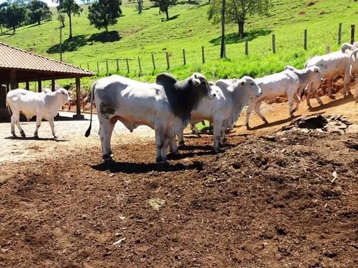 Fazenda à venda de 250 ha em Cambuí, MG, Brasil