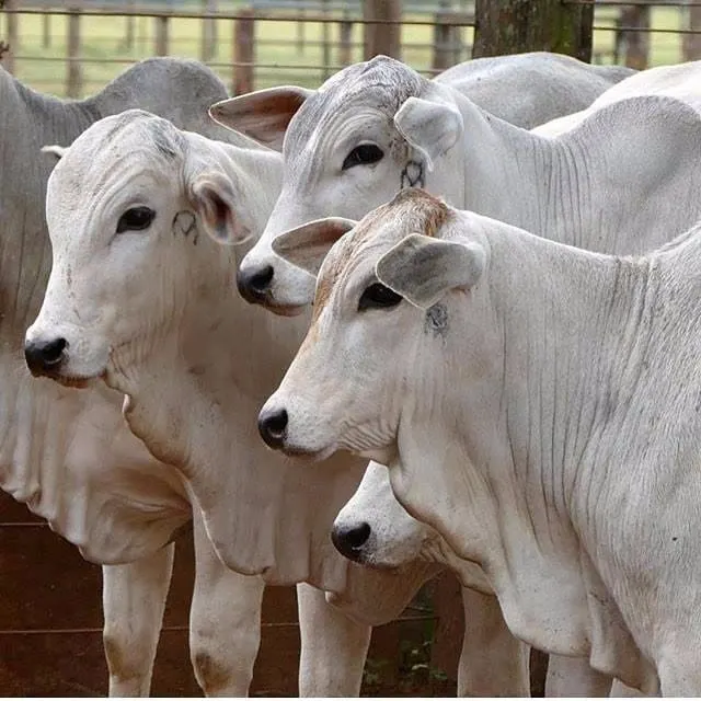 Fazenda à venda de 250 ha em Cambuí, MG, Brasil