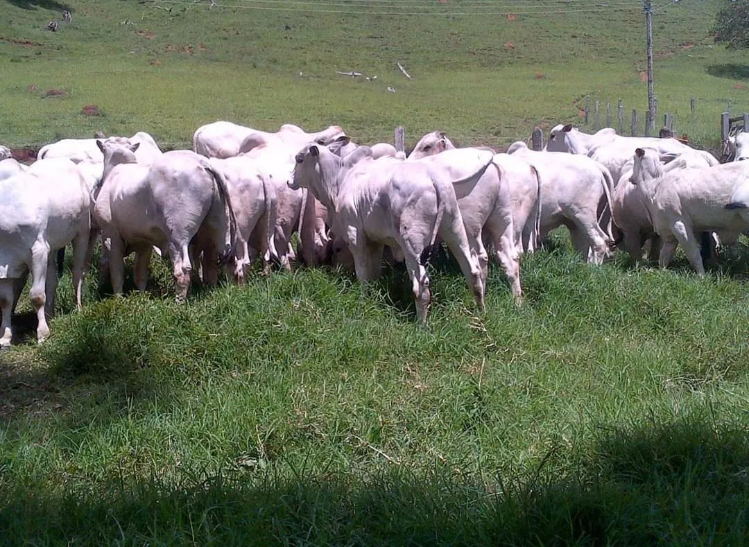 Fazenda à venda de 250 ha em Cambuí, MG, Brasil