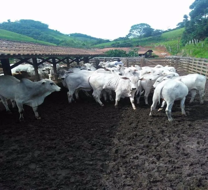 Fazenda à venda de 250 ha em Cambuí, MG, Brasil