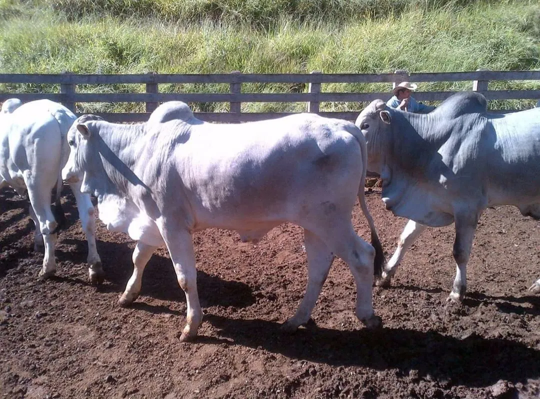 Fazenda à venda de 250 ha em Cambuí, MG, Brasil