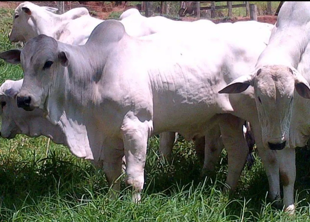 Fazenda à venda de 250 ha em Cambuí, MG, Brasil