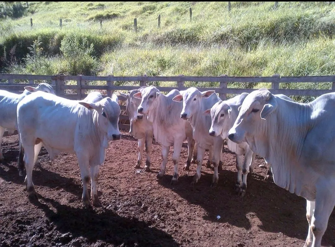 Fazenda à venda de 250 ha em Cambuí, MG, Brasil