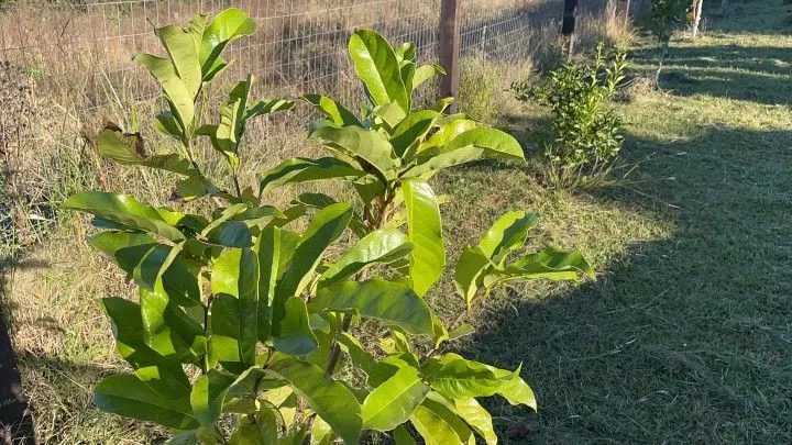 Chácara à venda de 3 ha em Glorinha, RS, Brasil