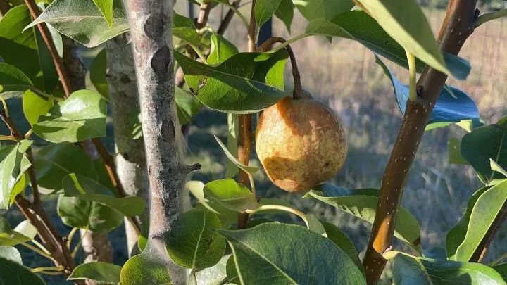 Chácara à venda de 3 ha em Glorinha, RS, Brasil
