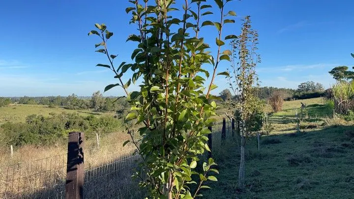 Chácara à venda de 3 ha em Glorinha, RS, Brasil
