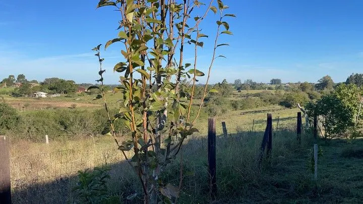 Chácara à venda de 3 ha em Glorinha, RS, Brasil